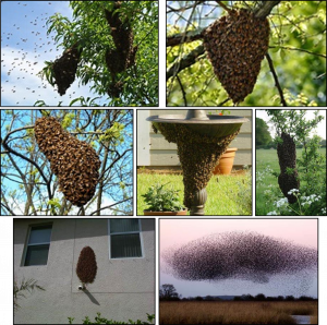 Honeybee swarm examples